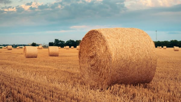 Temperaturi de foc în toată R. Moldova: Cum va fi vremea pe 2 august