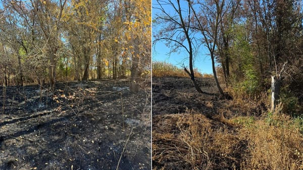 Incendiu la Copăceni după ce o femeie a dat foc resturilor vegetale. Flăcările au ajuns în pădure