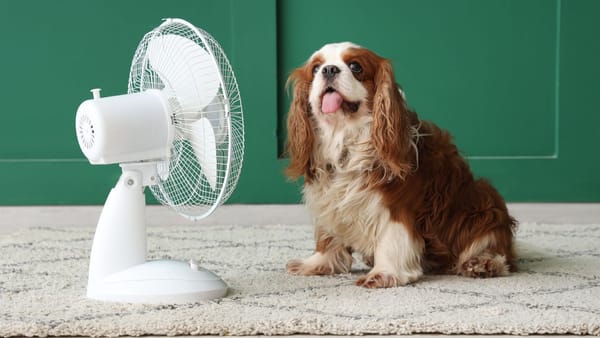 Canicula nu cedează. Codul galben a fost prelungit pentru marți, cu temperaturi de până la 36°C