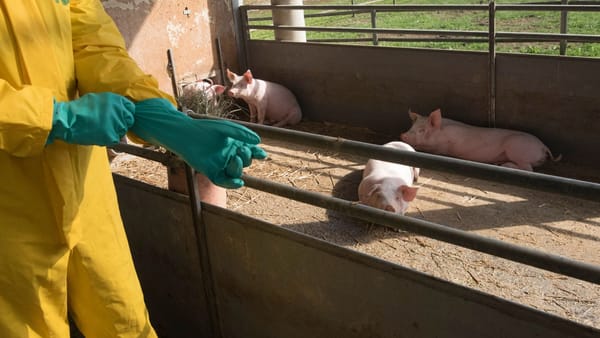 Rabie în patru localități și pestă porcină la Vulcănești. ANSA anunță cinci focare de boli la animale