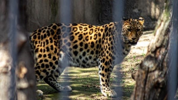 Grădina Zoologică din Chișinău și-a scurtat programul cu o oră