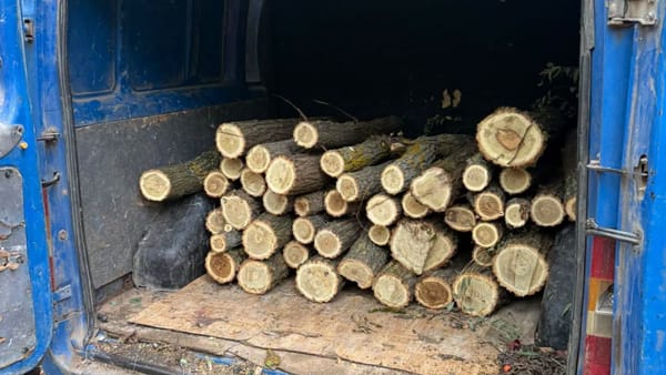 Tăieri ilegale de arbori, depistate în pădurile din Ghidighici și Dondușeni