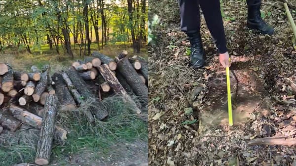 Tăieri ilegale de arbori în raionul Călărași. Moldsilva și Inspectoratul de Protecție a Mediului verifică cazul