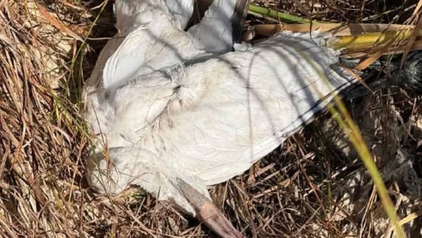 FOTO/ Cinci păsări protejate au fost împușcate într-o singură zi, la un lac din nordul Moldovei