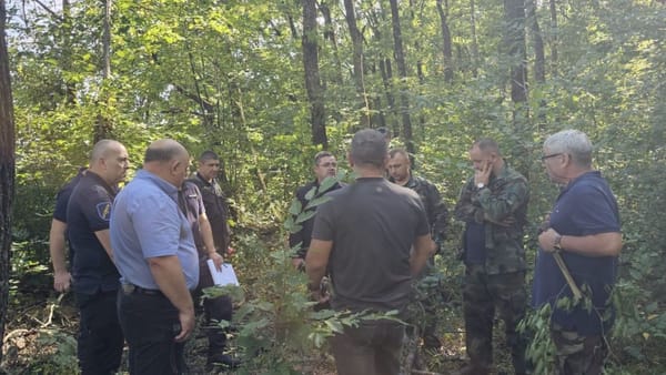 Inspectorii de mediu au depistat 136 de metri cubi de lemn extras ilegal. Ce amenzi au fost aplicate