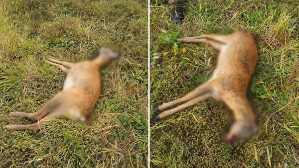 O femelă de căprior a fost găsită împușcată lângă Novaci. Poliția caută făptașii
