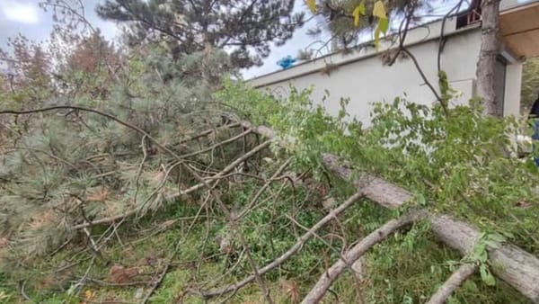 FOTO/ Zece arbori au fost tăiați ilegal la Bălți. Prejudiciul depășește 113 mii de lei