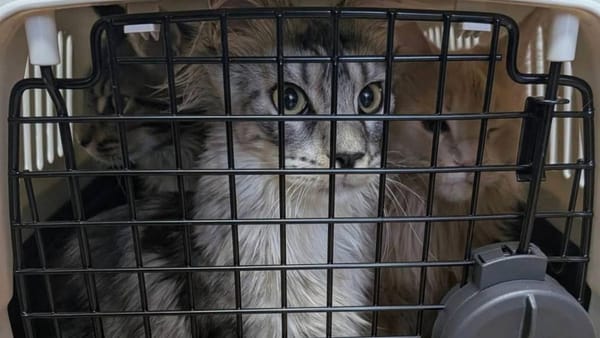 Pisici de rasă, introduse ilegal în R. Moldova: Felinele în valoare de circa 100.000 de lei au fost depistate lângă Tudora