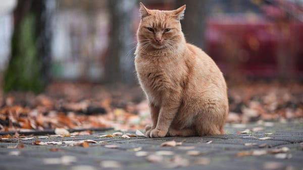 Norii nu se grăbesc să plece. Ce temperaturi ne așteaptă miercuri