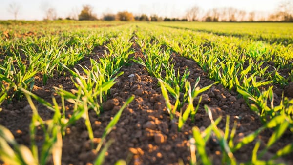 Sprijin financiar pentru terenuri mai fertile și mai rezistente la schimbările climatice - când pot fi depuse cererile