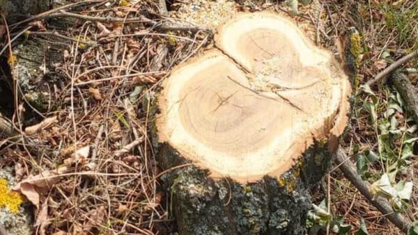 Tăieri ilegale lângă Cimișlia: prejudiciu de peste 7.700 de lei - 42 de salcâmi doborâți