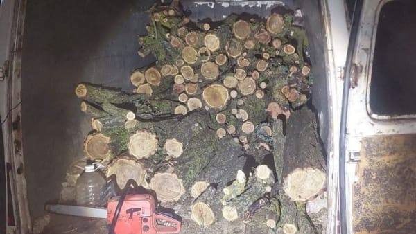 Poliția, pe urmele tăierilor ilegale de arbori: șase cazuri documentate la Taraclia