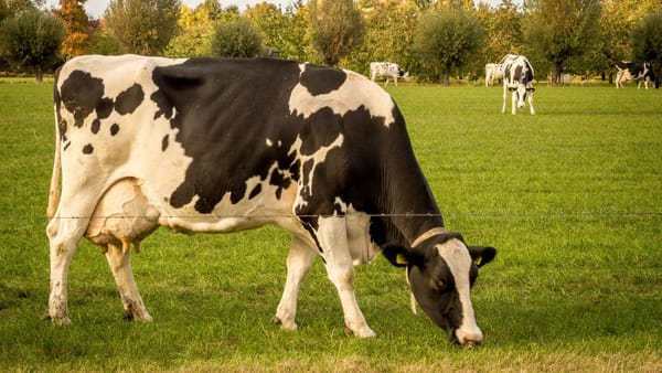 Crescătorii de animale pot cere sprijin financiar. Dosarele se depun până pe 20 noiembrie