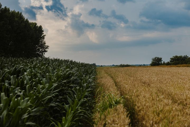 R. Moldova va investi 400 de mii de dolari în crearea unei instituții care va oferi servicii de consultanță agricolă