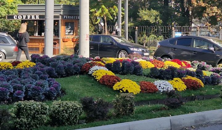 În plină toamnă, Capitala înflorește. Imagini cu crizantemele care au „inundat” spațiile verzi din Chișinău