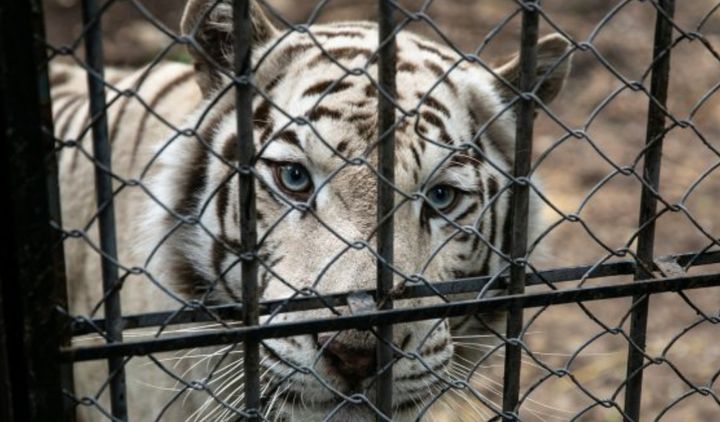 Până în luna aprilie, vizitatorii Grădinii Zoologice din Chișinău vor achita mai puțin pentru bilete