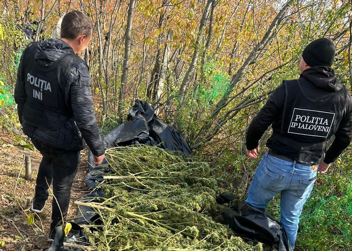 Captură de marijuana de circa 3 milioane de lei. Un bărbat, plasat în arest preventiv pentru 30 de zile