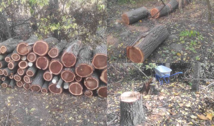 FOTO/ Peste 200 de copaci din Pădurea-Parc „Calea Basarabiei” au fost defrișați ilegal. Autoritățile caută făptașii