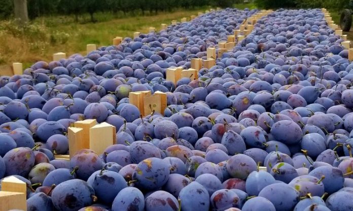 R. Moldova, al treilea cel mai mare exportator de prune la nivel mondial. Principala piață de desfacere– UE