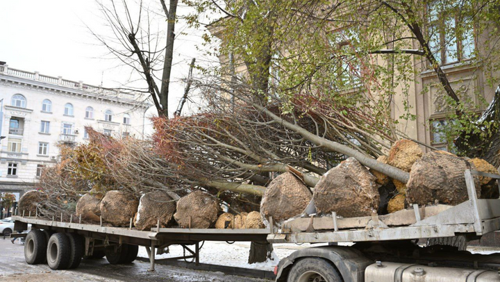 Scuarul Mihai Eminescu din Capitală nu rămâne fără copaci. Autoritățile plantează 18 tei, în locul arborilor tăiați