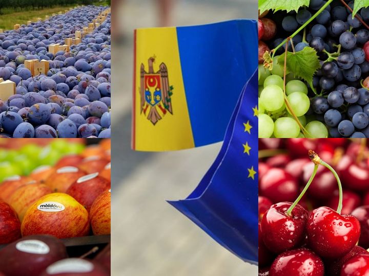 Fructele moldovenești, tot mai solicitate pe piața UE. Diferența de export între anii 2021 și 2023