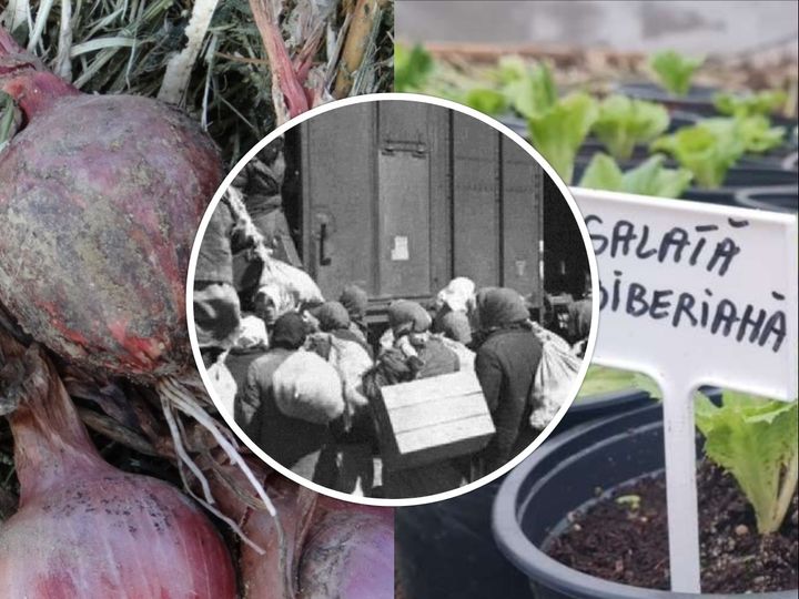 FOTO/ Ceapă siberiană și un soi de salată, cultivate de moldovenii deportaţi în Siberia, păstrate în România