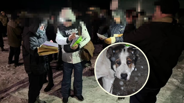 Un moldovean și șapte români, reținuți după ce au organizat lupte ilegale între câini. Cinci animale au fost rănite