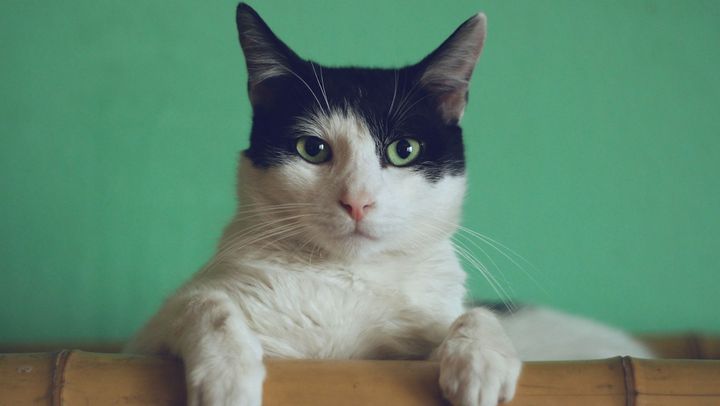 În raionul Florești a fost depistat un caz de rabie la pisică