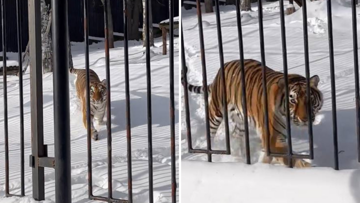 VIDEO/ Grădina Zoologică din Chișinău și-a redeschis porțile. Animalele, în așteptarea vizitatorilor