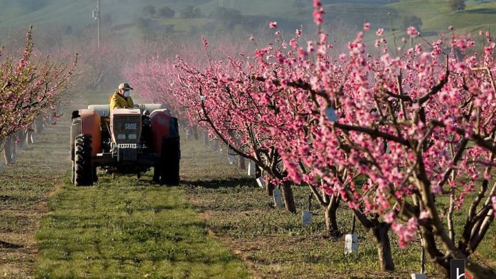 Agenția de Intervenție și Plăți pentru Agricultură a autorizat spre plată peste 85 de milioane de lei