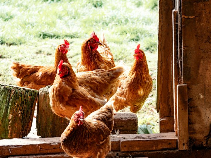 Șapte focare de gripă aviară, înregistrate în țară. Îndemnul ANSA către cetățeni