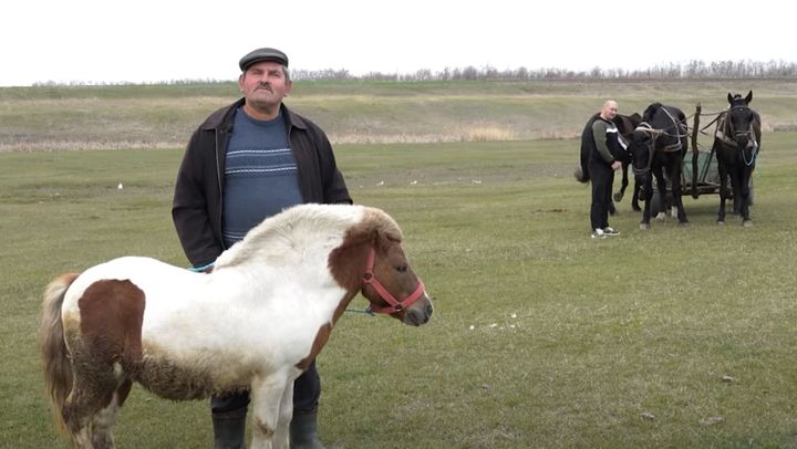 VIDEO/ Un gospodar din nordul țării crește ponei. I-a cumpărat pentru nepoți