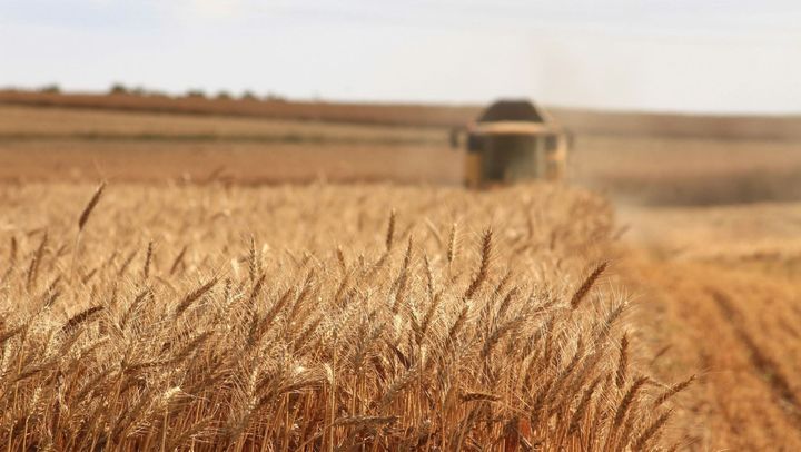 R. Moldova prelungește cu încă trei luni licențierea importului de grâu, porumb și semințe de floarea-soarelui