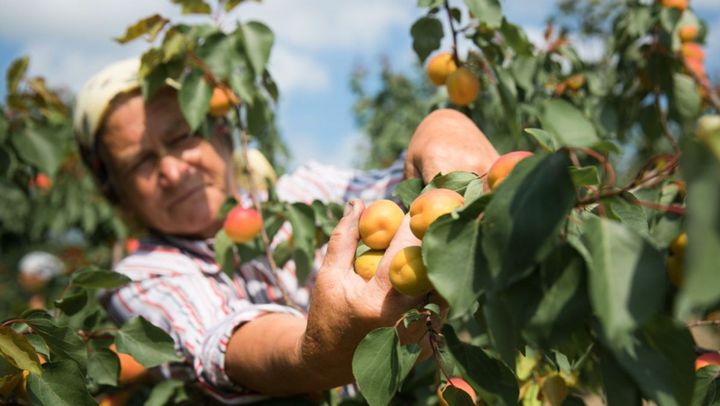 Produsele moldovenești vor ajunge mai ușor pe piețele din Elveția, Islanda, Norvegia și Liechtenstein