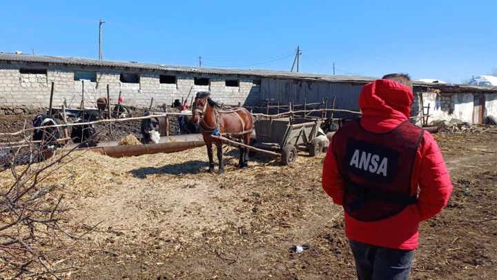 ANSA efectuează controale pentru combaterea comerțului tenebru cu animale