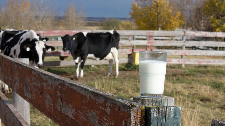 Sprijin pentru sectorul zootehnic: Fermierii pot accesa plăți directe de 3 lei pentru fiecare litru de lapte