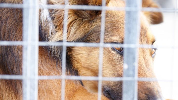 Problema maidanezilor din capitală: Necropola așteaptă autorizație de la ANSA pentru cabinetul veterinar