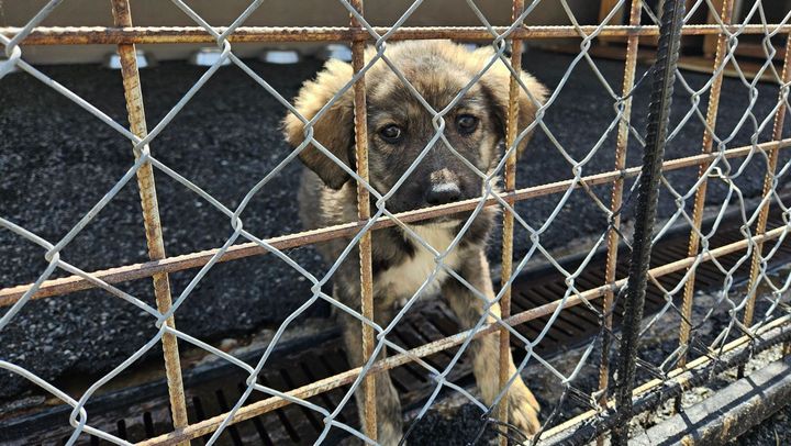 Municipiul Ungheni ar putea avea unul dintre cele mai moderne adăposturi de câini fără stăpân din țară