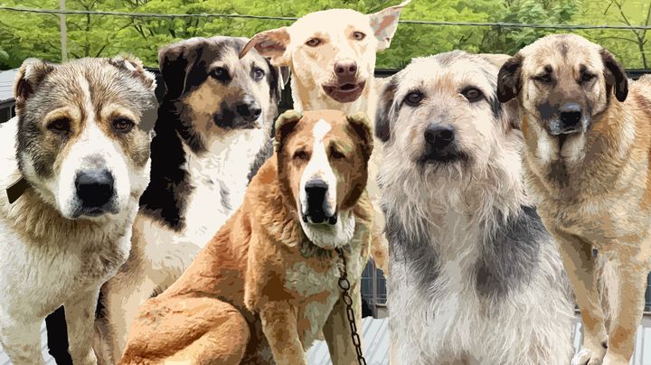 VIDEO/ Maidanezii își așteaptă stăpânii. Cum poți adopta un câine de la azilul din Chișinău