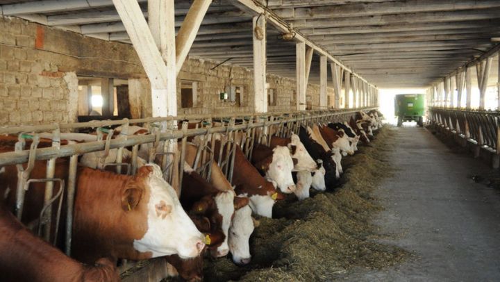 Astăzi este ultima zi când crescătorii de bovine pot depune cereri de granturi