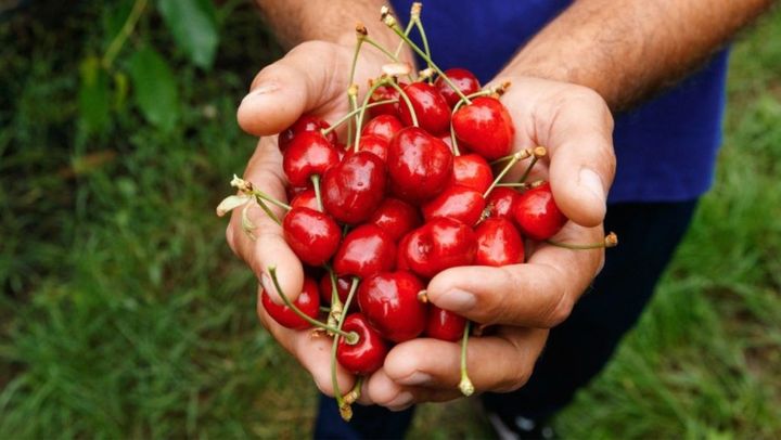 Încă cinci ani de export fără taxe pentru produsele agricole moldovenești pe piața britanică