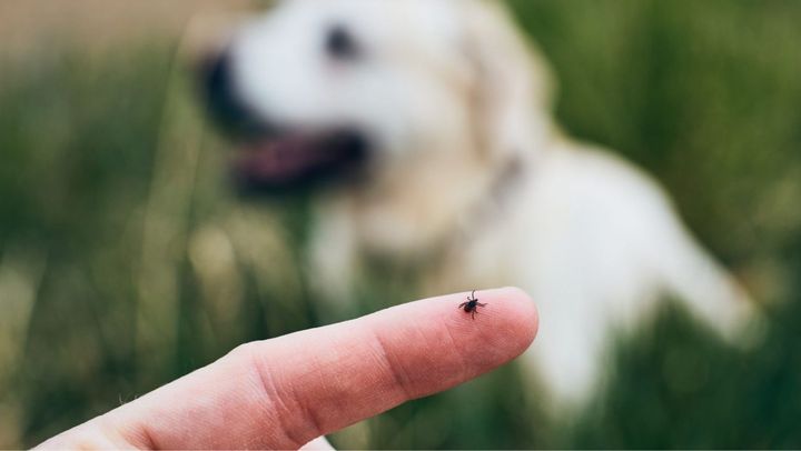 În capitală au loc lucrări de combatere a căpușelor. Precizările responsabililor de la „Spații Verzi”