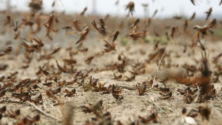 VIDEO/ Două focare de lăcuste, depistate în sudul țării. Insectele au afectat sute de hectare de culturi agricole