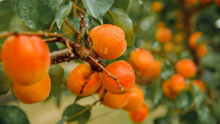Consultanță gratuită pentru producătorii de fructe sâmburoase! Un expert din Italia revine în R. Moldova