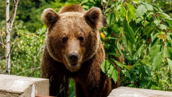 Doi moldoveni au fost atacați de un urs, în timp ce se plimbau. S-a întâmplat în stațiunea Slănic Moldova