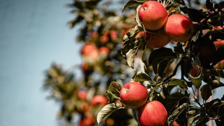 Exporturile de mere moldovenești către Uniunea Europeană au crescut de aproape două ori