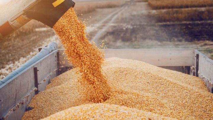 Modificări la legea licențierii importului de cereale. Proiectul, înregistrat în Parlament