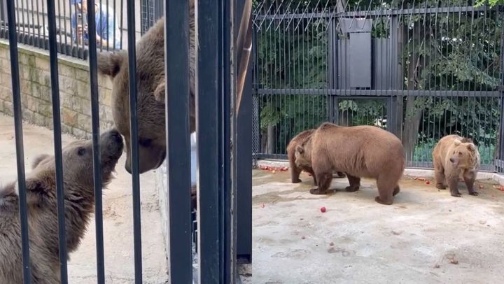 VIDEO/ Grădina Zoologică din Chișinău, mai bogată cu trei urși. Noii „locatari” au fost aduși din Ucraina