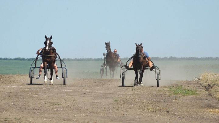 VIDEO/ Curse de trap în nordul țării: Peste 20 de vizitii din R. Moldova și-au înhămat caii la atelaje