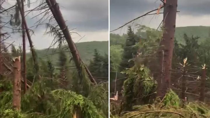 Furtună puternică în România. Un bărbat a murit după ce a fost lovit de trăsnet, iar o pădure a fost pusă la pământ